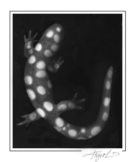 Vernal pool life thumbnail