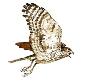 TOS_accipiter_w.jpg thumbnail