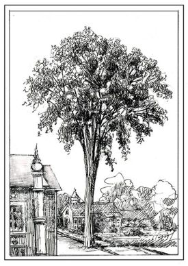 TOS_American_Elm_web.jpg thumbnail