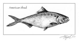 TOS_American_Shad_web.jpg thumbnail