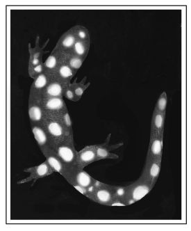 Amphibians thumbnail