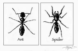 Ant Mimic Spider thumbnail