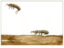 Aquatic Springtails thumbnail