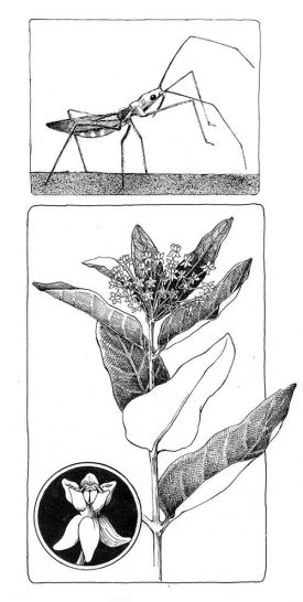 TOS_Assassin_bug_web2.jpg thumbnail