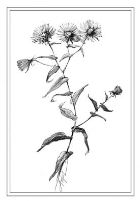 TOS_Aster_w.jpg thumbnail