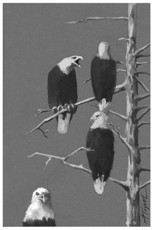 Bald Eagles