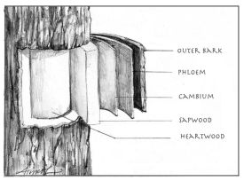 TOS_Bark_web.jpg thumbnail