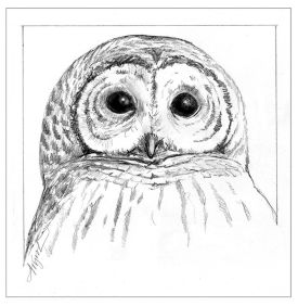 TOS_Barred_Owl_Face_web.jpg thumbnail