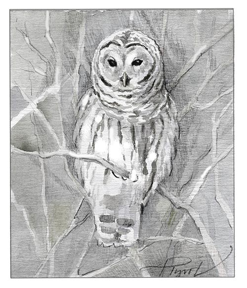 TOS_Barred_Owl_winter_web.jpg