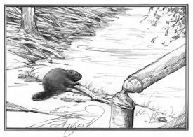 Beavers: Landscape Engineers thumbnail