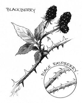 TOS_Berries_w.jpg thumbnail