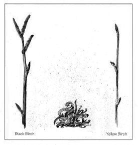 TOS_birch_tea2_web.jpg thumbnail