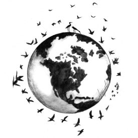 Bird Migration thumbnail