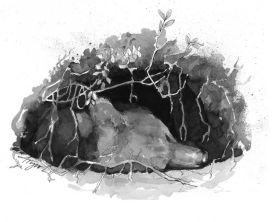 TOS_Black_Bear_den_web.jpg thumbnail