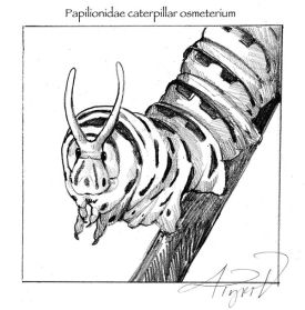 TOS_Black_Swallowtail_web.jpg thumbnail