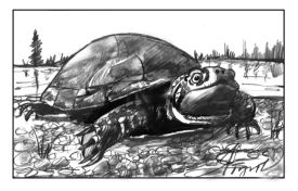 Blandings turtle thumbnail