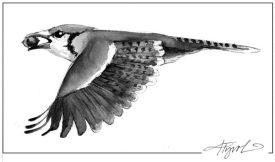 TOS_Blue_Jay_with_seed_web.jpg thumbnail