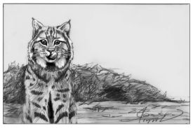 tos_bobcat_cache_web.jpg thumbnail