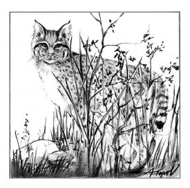 TOS_bobcat_hiding_w.jpg thumbnail