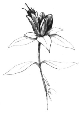 Bottle gentian thumbnail