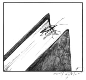 TOS_Box_elder_bug_web.jpg thumbnail