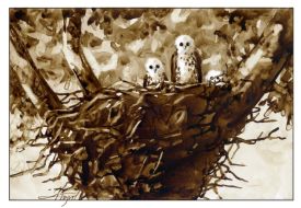 Broad Wing Hawk thumbnail