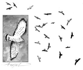 TOS_BroadwingHawk_w.jpg thumbnail