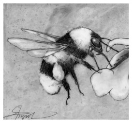 Bumble bee thumbnail