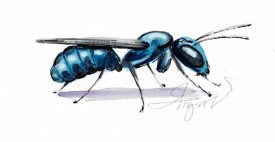 Carpenter bee thumbnail