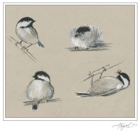 Chickadee thumbnail