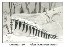 Christmas Fern thumbnail