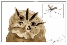 TOS_Crane_Fly_web.jpg thumbnail