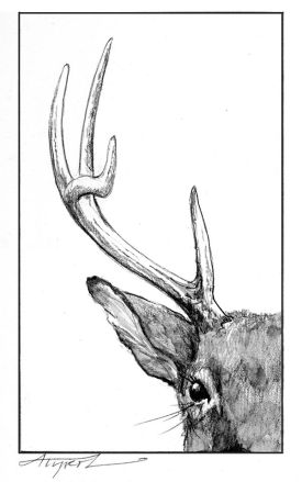 TOS_Deer_Antlers_web.jpg thumbnail