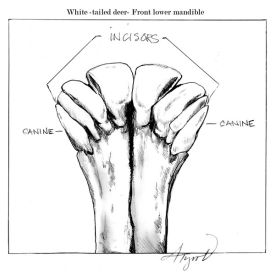 TOS_deer_populations_web.jpg thumbnail