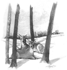 TOS_Deeryard_web.jpg thumbnail