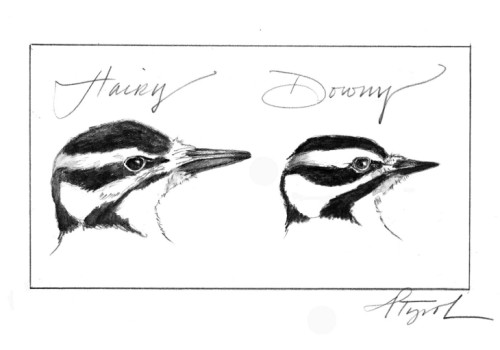Downy Woodpeckers