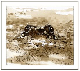 TOS_Duckweed_web.jpg thumbnail