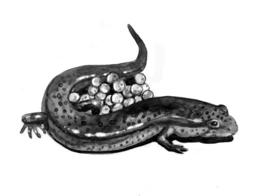 tos_dusky_salamander_web2.jpg