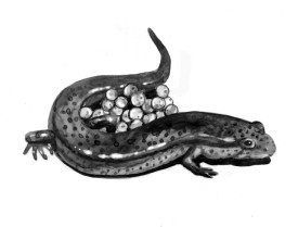 tos_dusky_salamander_web2.jpg thumbnail