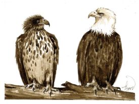 TOS_Eagles_web.jpg thumbnail