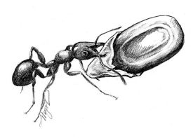 TOS_Eliasomes_w.jpg thumbnail