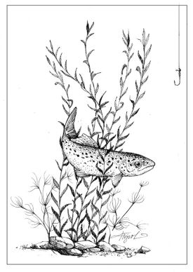 TOS_Fish_Catch_and_Release_web2.jpg thumbnail