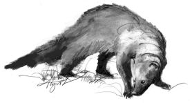 TOS_Fisher_web.jpg thumbnail