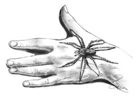 Fishing Spider thumbnail