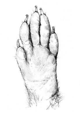 TOS_foot_w.jpg thumbnail