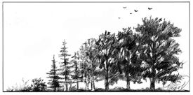 TOS_forest_succession_web.jpg thumbnail