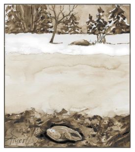 Frog adaptations thumbnail