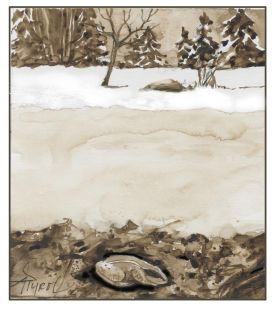 Winter Frogs thumbnail