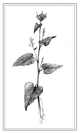 TOS_Garlic_Mustard_w.jpg thumbnail