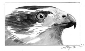 TOS_Goshawk_web.jpg thumbnail
